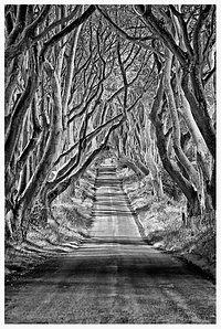 The Dark Hedges