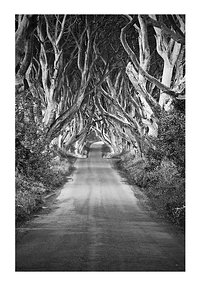 The Dark Hedges