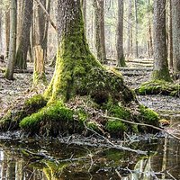 Forest #las #lasypolskie #lasypanstwowe #lasy #leśnik #leśniczy #leśnictwo #nadleśnictwo #kwiat #flower #forest #hunter #huntingpoland #hunting #deer #water #bagno #dzik #blog #blogpolski