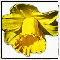 Narcyz #flowers #spring #yellow