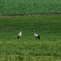 I oto dwa osobniki. Na polu zaczął się prawdziwy koncert,  warto iść sprawdzić u siebie :) #żuraw #żurawie #pole #zielono #wiosna #pieknie #las #forest #wild #krajobraz.