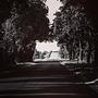 travel #trip #road #bw #calm #trees #forest #poland #light #shadows #l4l #f4f