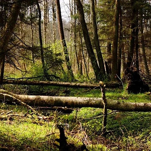 U was również jak w Amazonii? Co chwila pada deszcz?
#forest #puszczabialowieska  #puszcza #wood #naturalforest #leśniczy #wiosna #Lp #rezerwat #zielono #deszcz #hunting