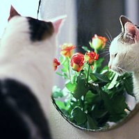 Cat #kot #mirror #lustro #flowers #roses #kwiaty