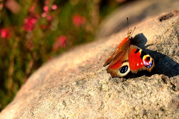 Motyl