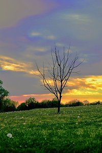 Young tree