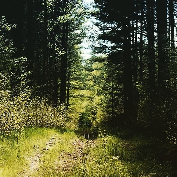 Majówka udana, dużo wypadów w las i mnóstwo pomysłów na nowe posty na blogu :)
#majówka #in #forest #wild #krajobraz #nature #las #trawa #drzewa #sosna #buk #sunny #hunting #blog #bloger #