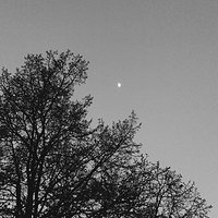 Tree #botanic #beautiful #minimal #minimalist #moon #black #white #minimalizm #minimalism #sky #blue #green #follow #me #vsco #vscocam #like #clean #photo #photooftheday #pic #daily #dailypic #love #now #sunny #day #photography