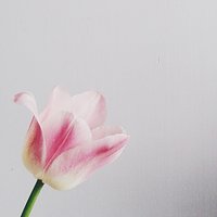 Tulipan #flower #pink #minimal #minimalist #minimalizm #minimalism #minimalistic #instaminimal #poland #instapoland #vsco #vscocam #beautiful #follow #me #happy #fun #sun #good #day #love #like #daily #dailypic #pic #photooftheday #photo #phone