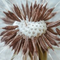 Macro #phone #lens #botanic #nature #flower #makro #minimal #photo #photooftheday #poland #instapoland #instaminimal #vsco #vscocam #beautiful #follow #me #daily #dailypic #pic #love #like #lovephotos