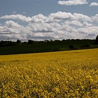 Warmia poranna 
#poland #Polska #natura #rzepak #kochamy_warmie #pole #chmury #wieś #niebo #warmia_fotograficznie #kochamy.warmie #warmia #warmińsko_mazurskie #Polska #poland #natura #zolty #wiosna.