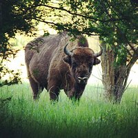 Patrzy z pod "żubra". #żubry #żubr #trawa #Grass #Forest #Wild #nature #jeleń #dzik #sarna #lania #borsuk #żubrów #puszcza #podróż #ścieżka #dąb #sosna.