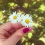 ciepło : #stokrotki #daisy #flowers #nature #spring #wiosna #instabeauty