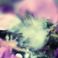 Natura #nature #flower #kwiatek #abstrakcja #abstraction #purple #feather