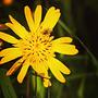 czas zakończyć. czekamy na wakacje... zapraszam do obserwowania @hunt_pl 
#kwiat #flower #sun #yellow #żółty #las #forest #forester #sosna #świerk #dąb #jesion #brzoza #czerwiec