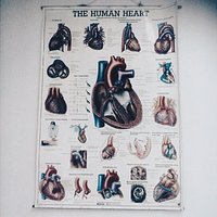 The human heart 