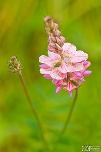 Flora of the Alpine meadow