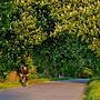 blooming chestnut trees