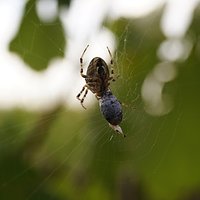 Nawet czyjaś śmierć może być piękna