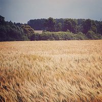 Warmia lipcowa
#warmia #warmia_fotograficznie #kochamy_warmie #poland #natura #z_bliska #orneta #warmia #pole #zboze #warmia #kochamy.warmie.