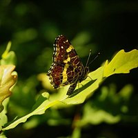 Butterfly#photoday#photochallenge#goodday#happyandsunny#positive#Monday 