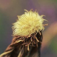 Przemijanie... #powojnik #nature #nature_perfection #macro #macro_perfection #summertime #garden.