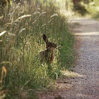 Zajączek 
#natura #Polska #poland #las #z_bliska #zwierzeta #warmia #warmia_fotograficznie #kochamy_warmie #poland #natura #las