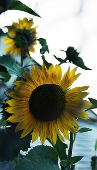 Sunflowers by APS