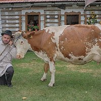 Wypas bydła w tradycji lachowskiej