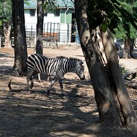 Nyíregyházi Állatpark--- wakacyjne wspomnienia