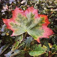 Jesień za pasem. #jesien #lisc #wrzesień #autumn #fall #leaf #september.