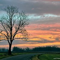 Tree at down