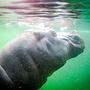 hippo @ #wrocław  #zoo