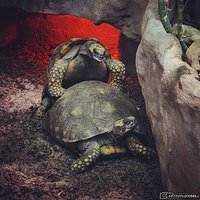 Weekendowa rozrywka w warszawskim #zoo ;) #turtle #sex #animalsex