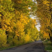 Time of golden ash trees