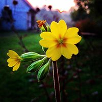 Jesień nie musi być smutna ;) #jesien #lesnik #niebo #drewna #stos #dab #sun #sosona #flowers #flower #kwiat #forest #my #blog #niebo #autumn #jesien #Lota #zlota