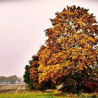 Polska złota jesien