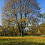 time of golden ash trees