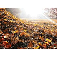 Jesień #autumn #leaves #listopad #autumnleaves #autumncolours #jesiennie #jesienzjestrudo #neverstopexploring #poranek #morning