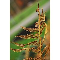 Autumn #JesienneKlimaty #paproć #ZłotaJesień #fern #Photo #Nikon #beautiful #hobby #photography