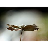 Leaf #leafs #autumn #lisc #jesien #jesiennie #nostalgia #urokijesieni #nature #fall #sunlight #instafall