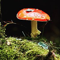 Za dwa tygodnie otwarcie bloga;) nie mogę doczekać się. 1 GRUDZIEŃ #grzyb #las #mushroom #forest #woodandhunt #otwarcie #bloga #1 #Grudzien #Zapraszam #.