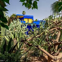 W ogrodzie Majorelle