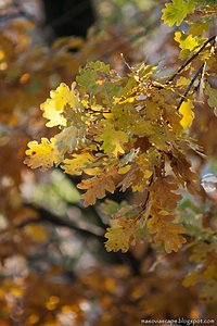 Polish Golden Autumn (Something in the past)