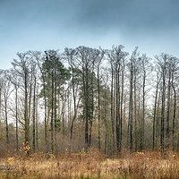 Łęgi nad Jamnicą | Ols | Ostrowy Baranowskie