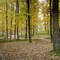 Ostatnie powiewy Złotej Jesieni | Las Pod Torpedą | Szydłowiec