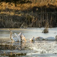 Łabędź Niemy (Cygnus olor) | Podleszany | Tarnowiec