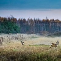 Sarna Europejska (Capreolus capreolus) | Józefów | Pluty