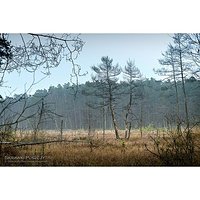 Rezerwat Końskie Błota
#końskiebłota #mielec #las #lasy #woods #riserve #rezerwat #polska #pologna #polonia #poland #forest #foresto #europa #europe #europenature #natura #naturephotography #nature #krajobraz #landscape #torfowisko #bagno #foresto #autumn