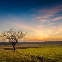 Zachód jednego Drzewa | Ostrowy Baranowskie | Puszcza Sandomierska